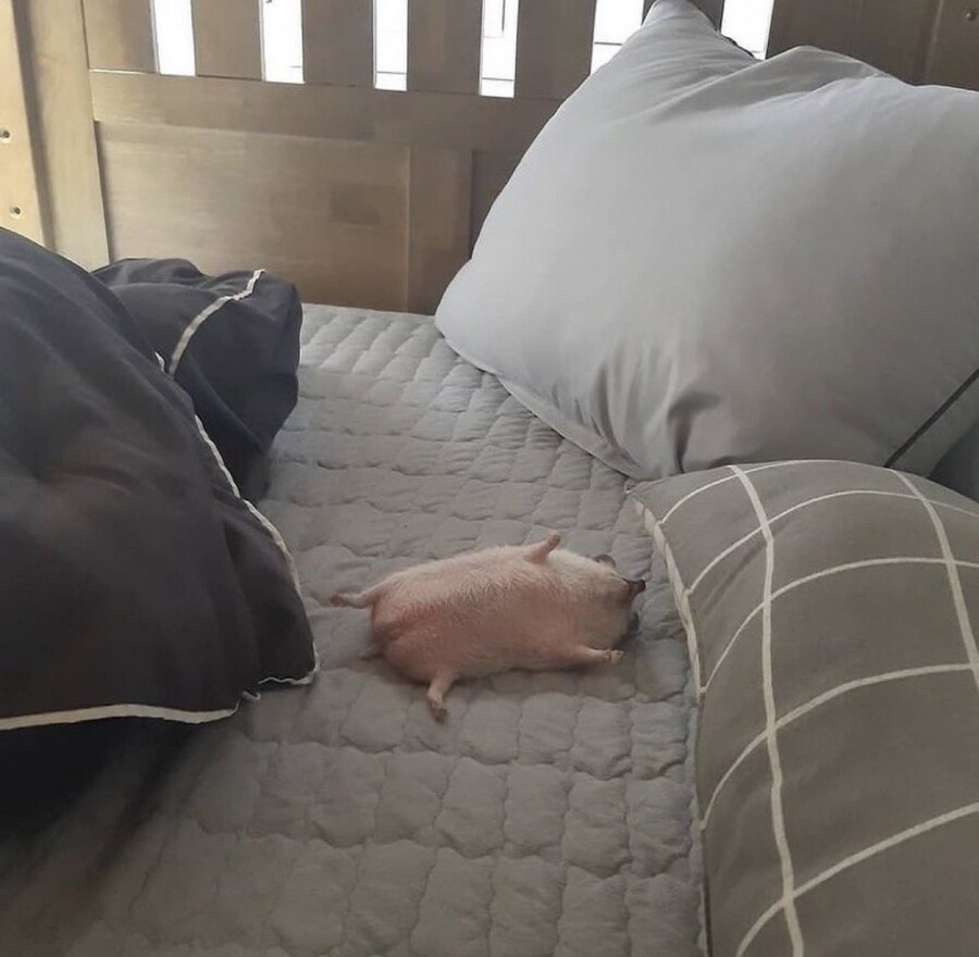 야성을 잃은 고슴도치_1.jpg