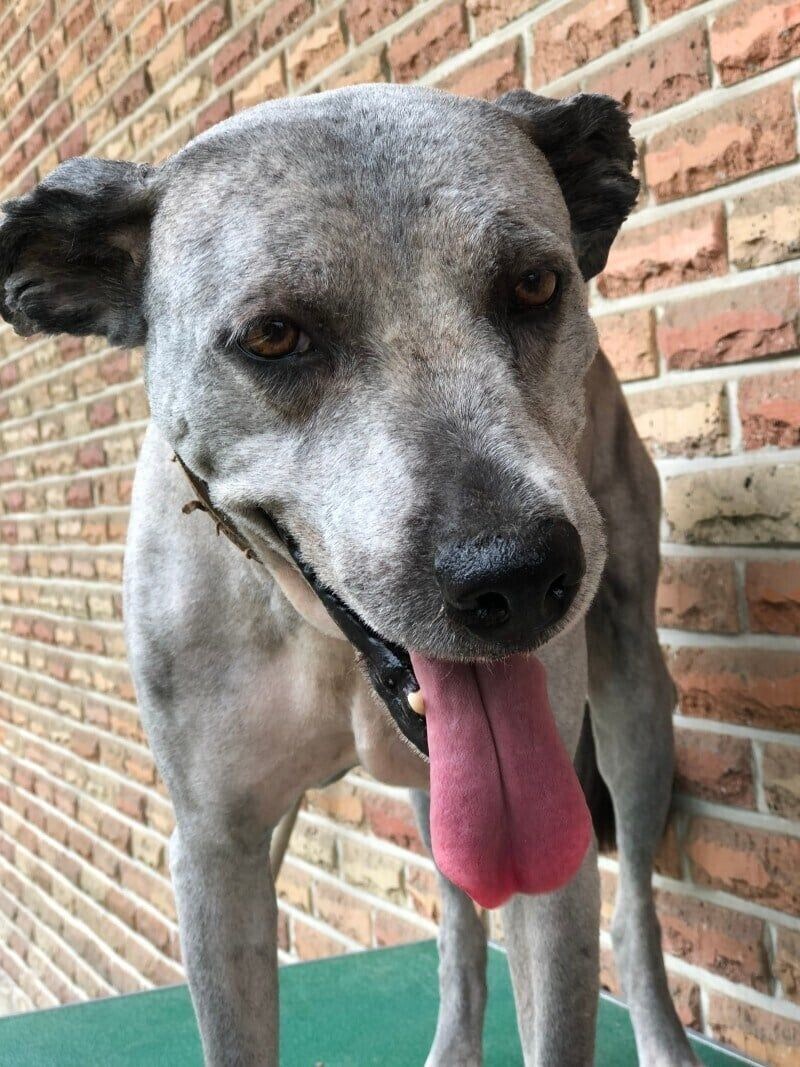 충격인 삽살개 털 밀었을때_2.jpg