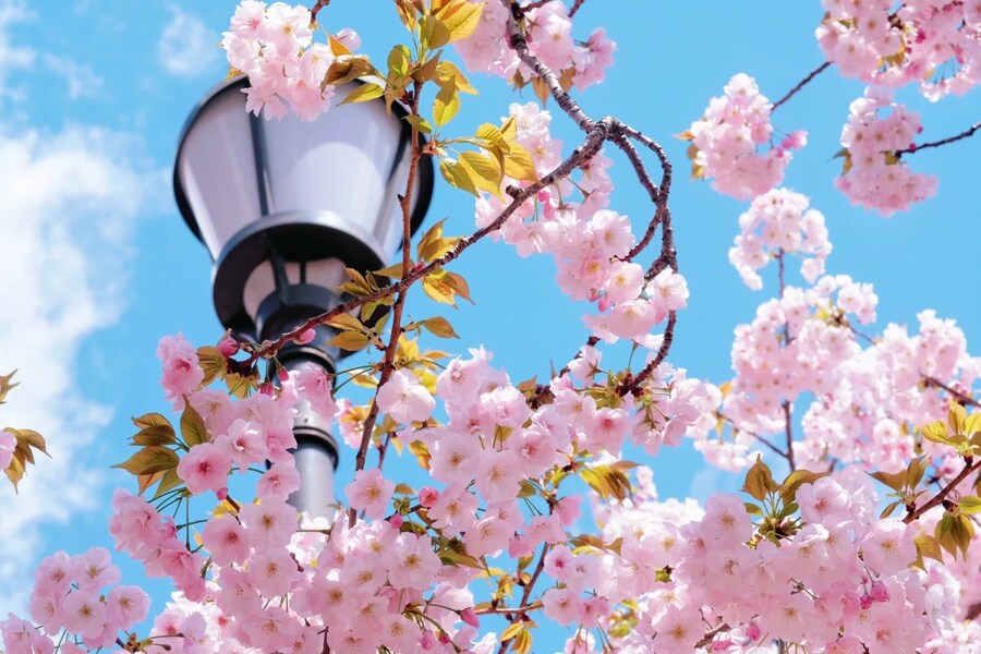 [요모] 벚꽃시즌 한정 오사카 가족여행 3박4일 138만원부터 #료칸 #가이세키_1.jpg