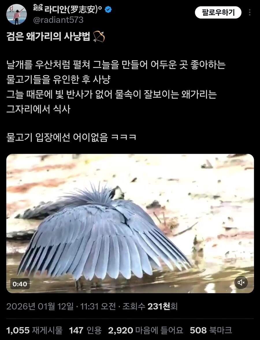 블랙왜가리 사냥법_1.jpg