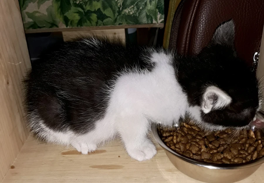 냥줍된 고양이의 진화 과정_3.webp