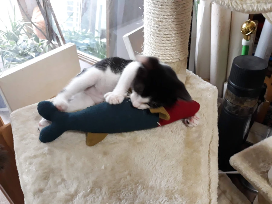 냥줍된 고양이의 진화 과정_8.webp