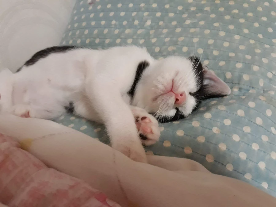 냥줍된 고양이의 진화 과정_11.webp