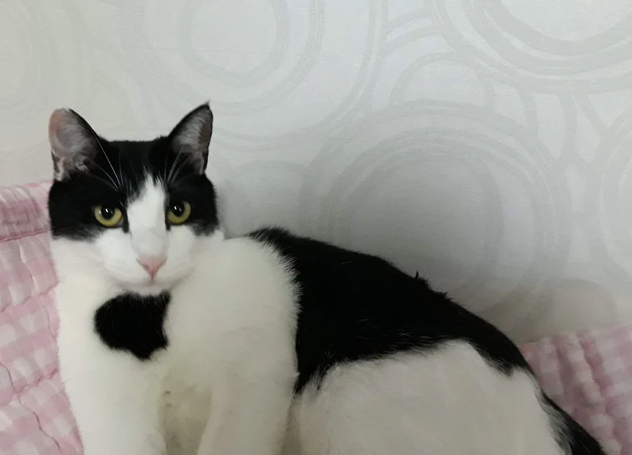 냥줍된 고양이의 진화 과정_14.webp