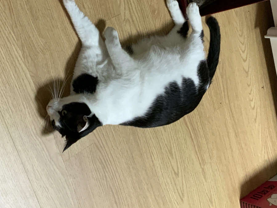 냥줍된 고양이의 진화 과정_18.webp