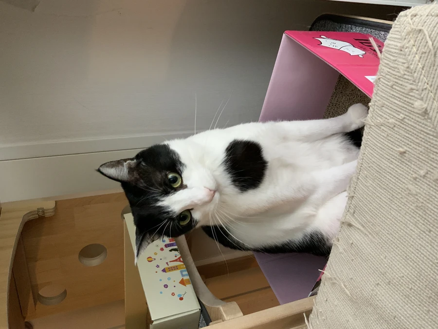 냥줍된 고양이의 진화 과정_24.webp