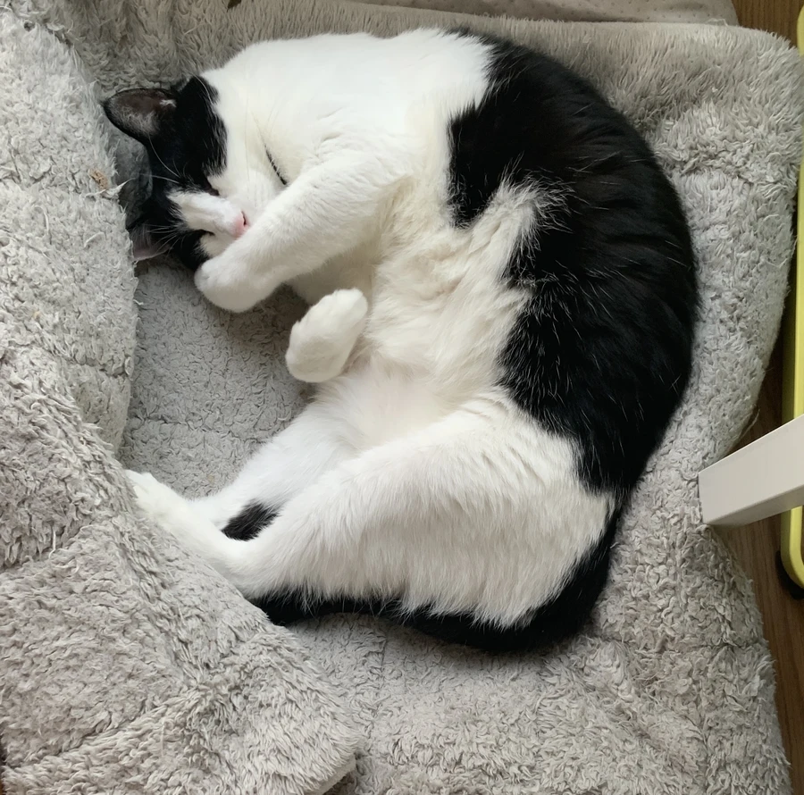 냥줍된 고양이의 진화 과정_27.webp