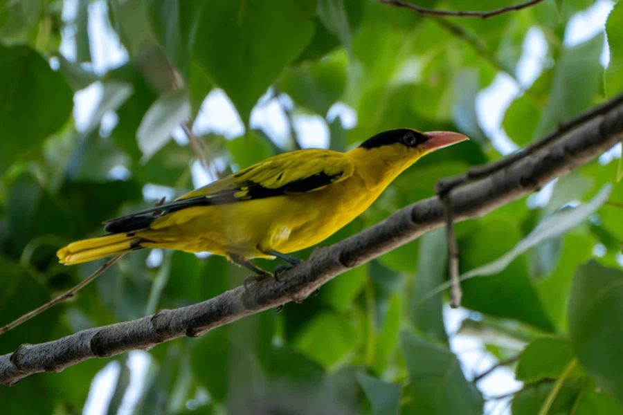 (스압) 한꺼번에 드랍~ 25년도 3분기 탐조_5.webp