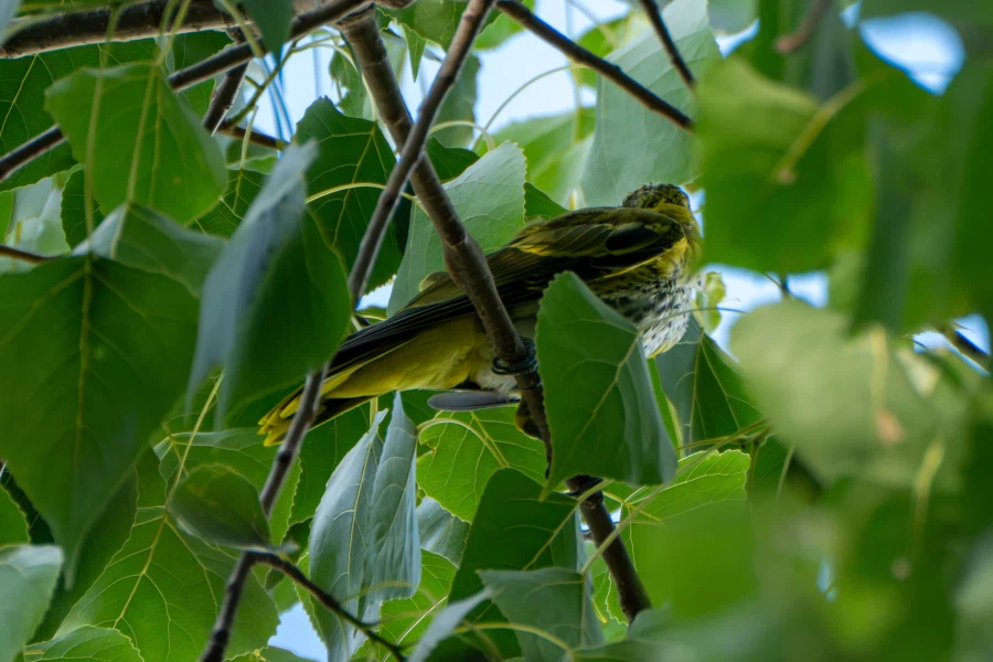 (스압) 한꺼번에 드랍~ 25년도 3분기 탐조_8.webp