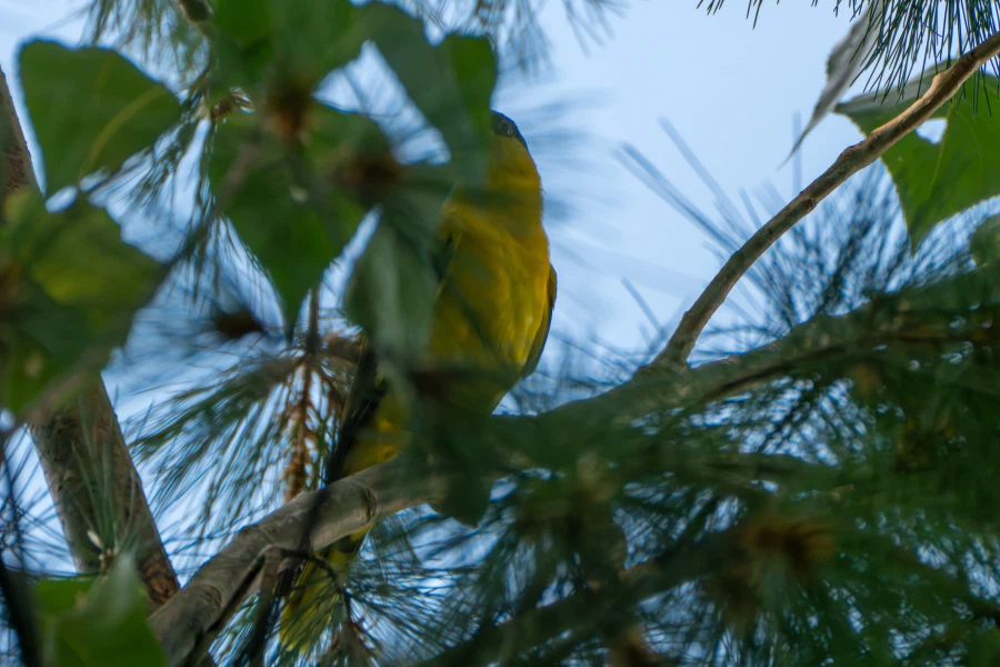 (스압) 한꺼번에 드랍~ 25년도 3분기 탐조_6.webp