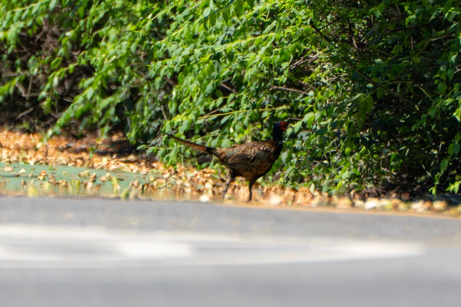 (스압) 한꺼번에 드랍~ 25년도 3분기 탐조_14.webp