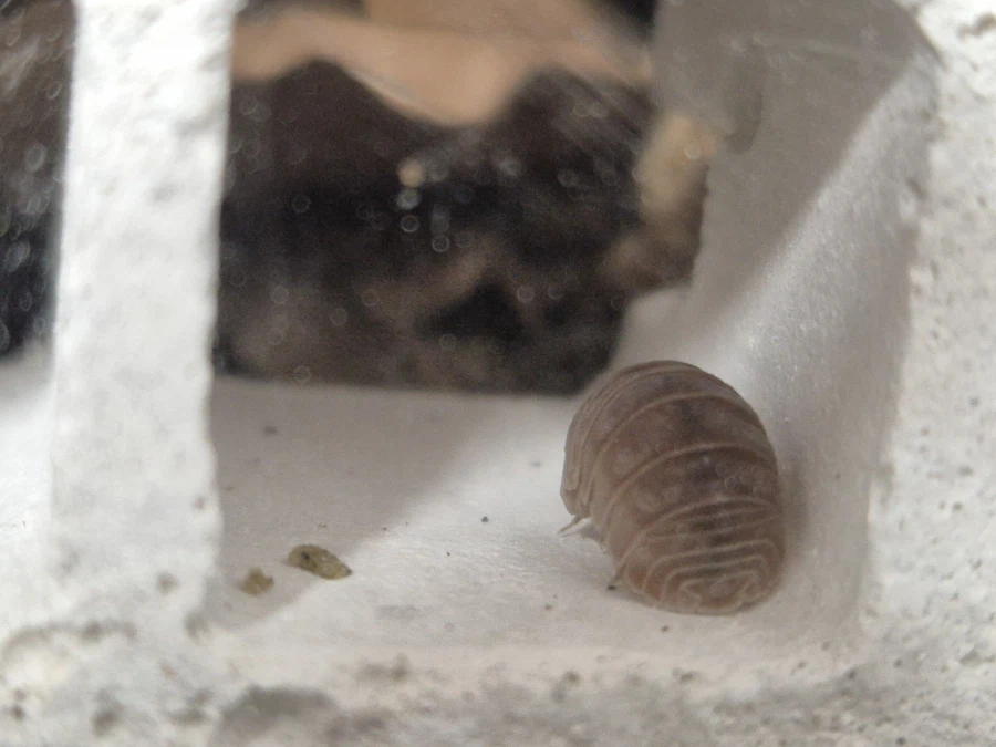 등각류)칼슘블럭안에서 잠듬._1.webp