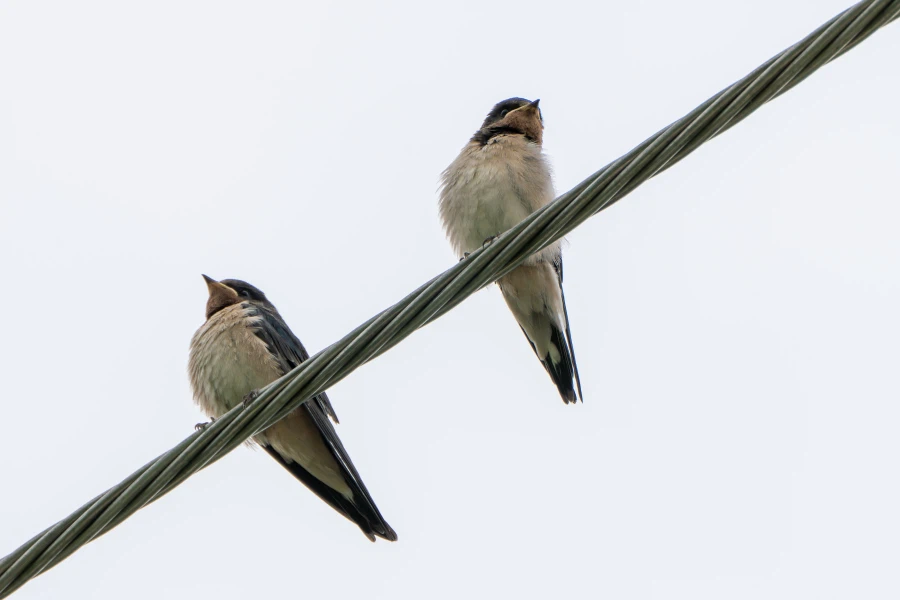 (스압) 한꺼번에 드랍~ 25년도 3분기 탐조_29.webp