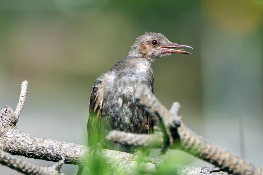 (스압) 한꺼번에 드랍~ 25년도 3분기 탐조_43.webp