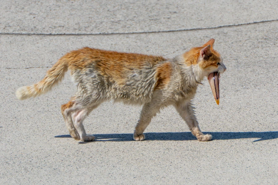 (스압) 한꺼번에 드랍~ 25년도 3분기 탐조_47.webp