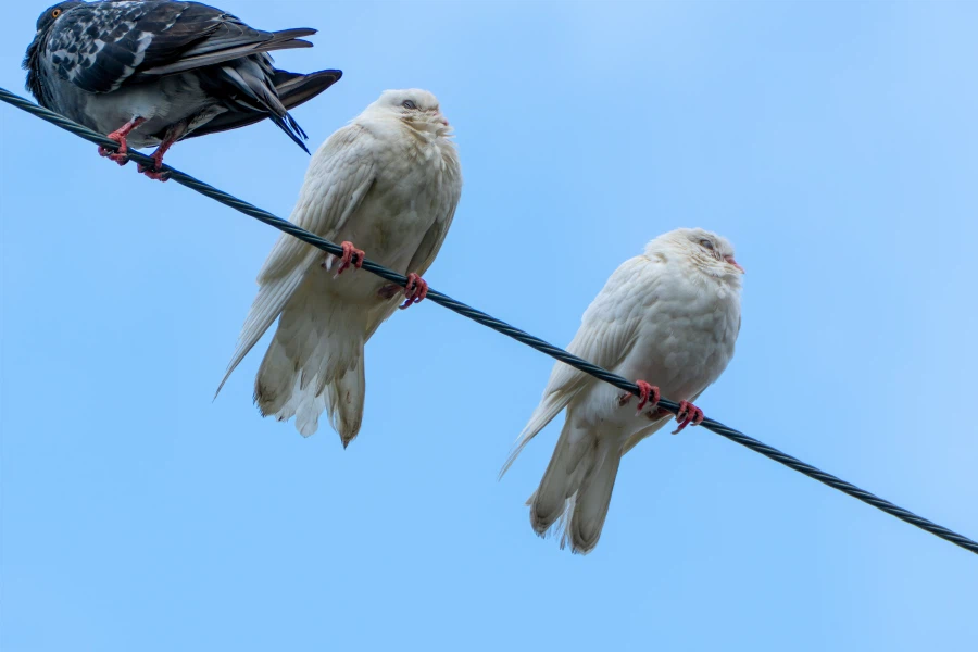 (스압) 한꺼번에 드랍~ 25년도 3분기 탐조_53.webp