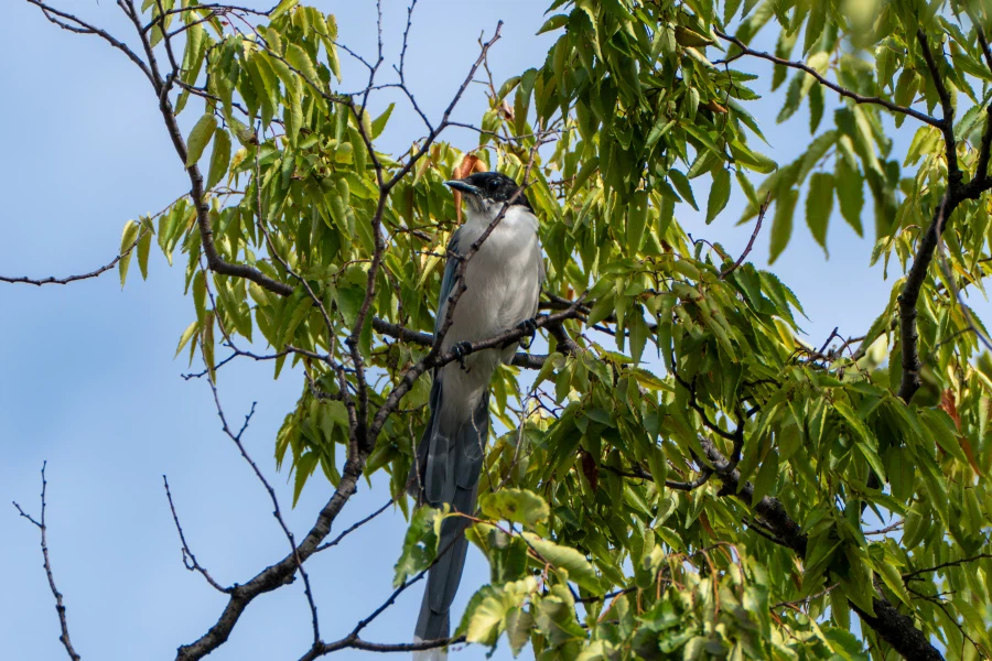 (스압) 한꺼번에 드랍~ 25년도 3분기 탐조_55.webp