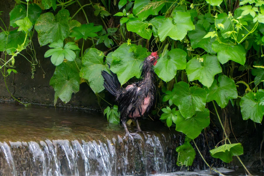 (스압) 한꺼번에 드랍~ 25년도 3분기 탐조_56.webp