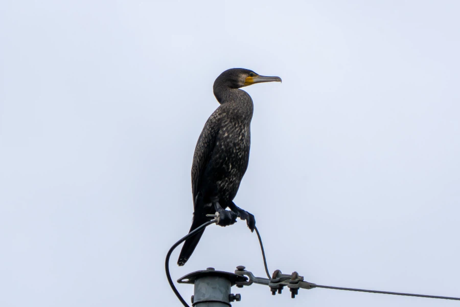 (스압) 한꺼번에 드랍~ 25년도 3분기 탐조_58.webp