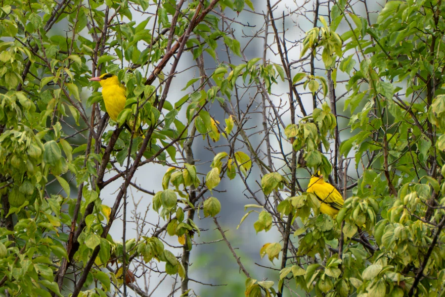 (스압) 한꺼번에 드랍~ 25년도 3분기 탐조_59.webp