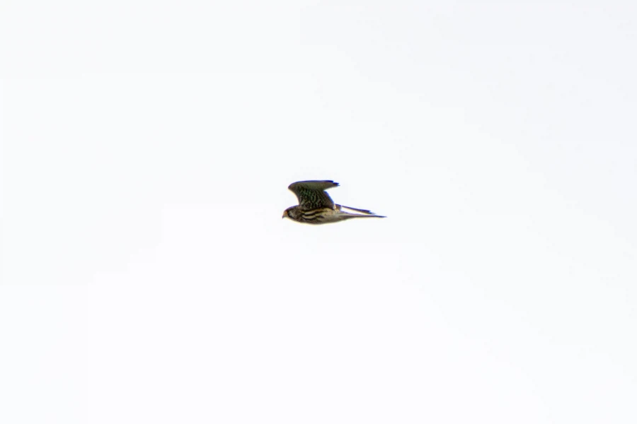 (스압) 한꺼번에 드랍~ 25년도 3분기 탐조_66.webp