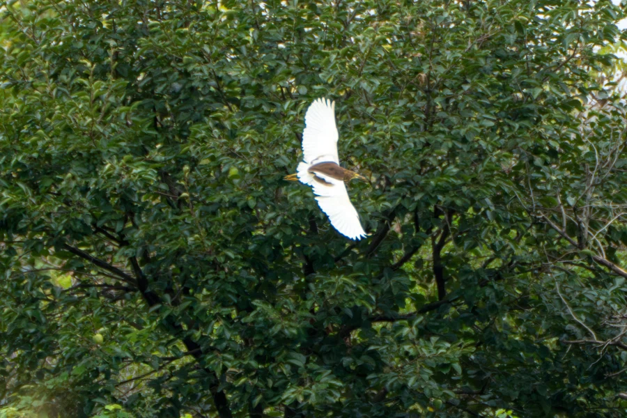 (스압) 한꺼번에 드랍~ 25년도 3분기 탐조_68.webp