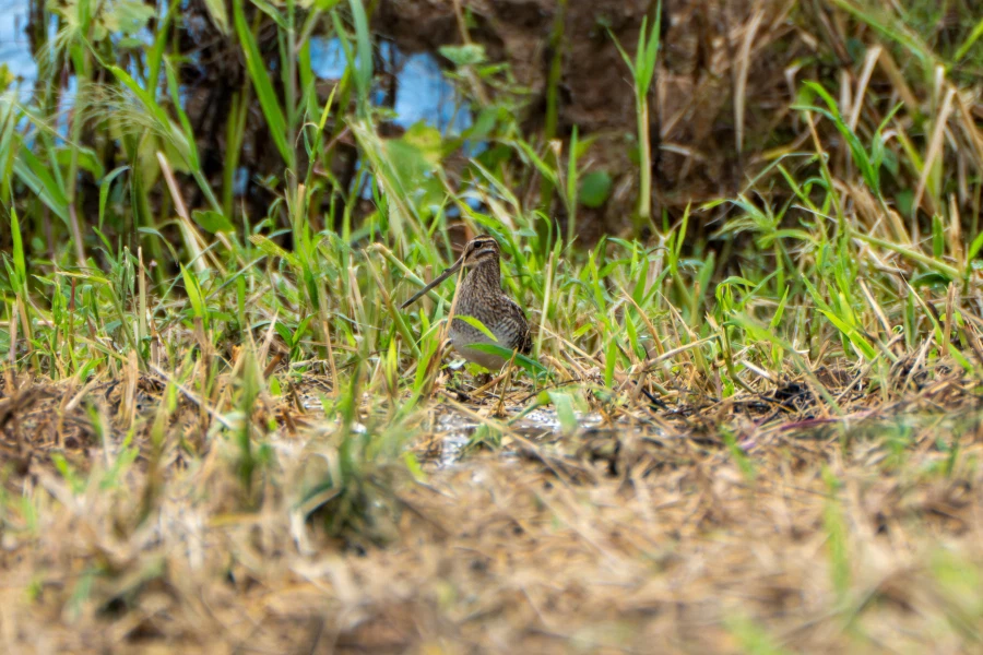 (스압) 한꺼번에 드랍~ 25년도 3분기 탐조_74.webp