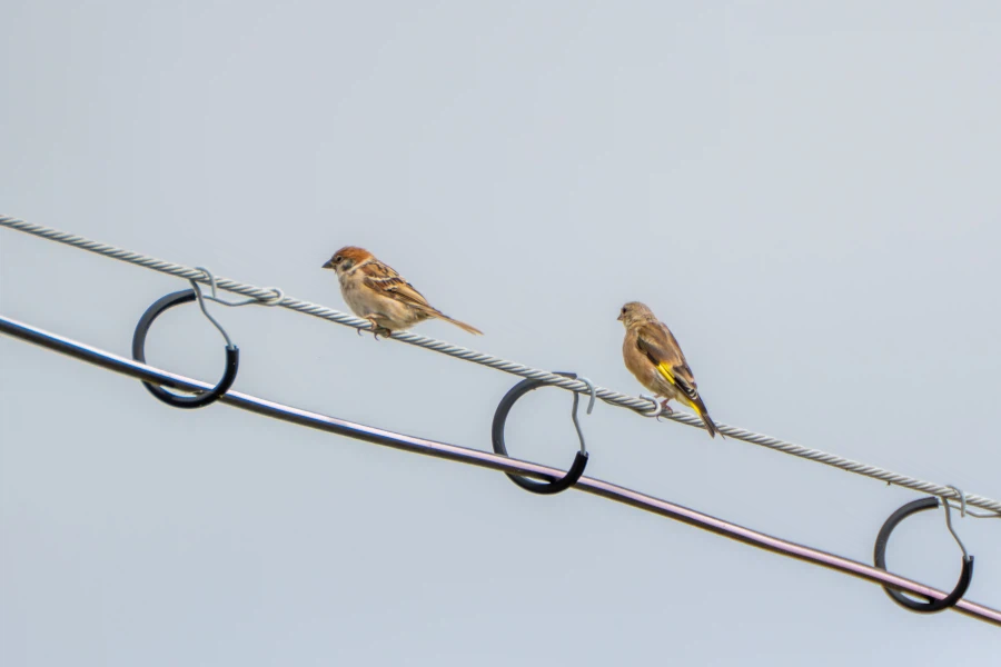 (스압) 한꺼번에 드랍~ 25년도 3분기 탐조_77.webp