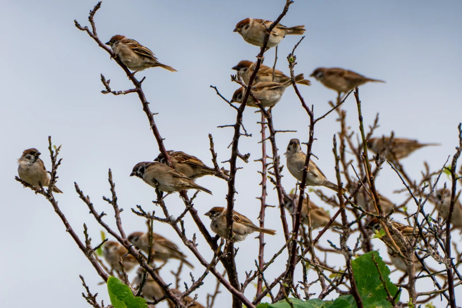 (스압) 한꺼번에 드랍~ 25년도 3분기 탐조_79.webp