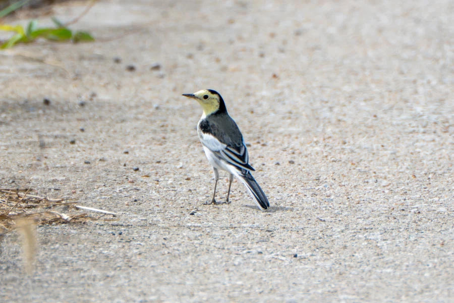 (스압) 한꺼번에 드랍~ 25년도 3분기 탐조_80.webp