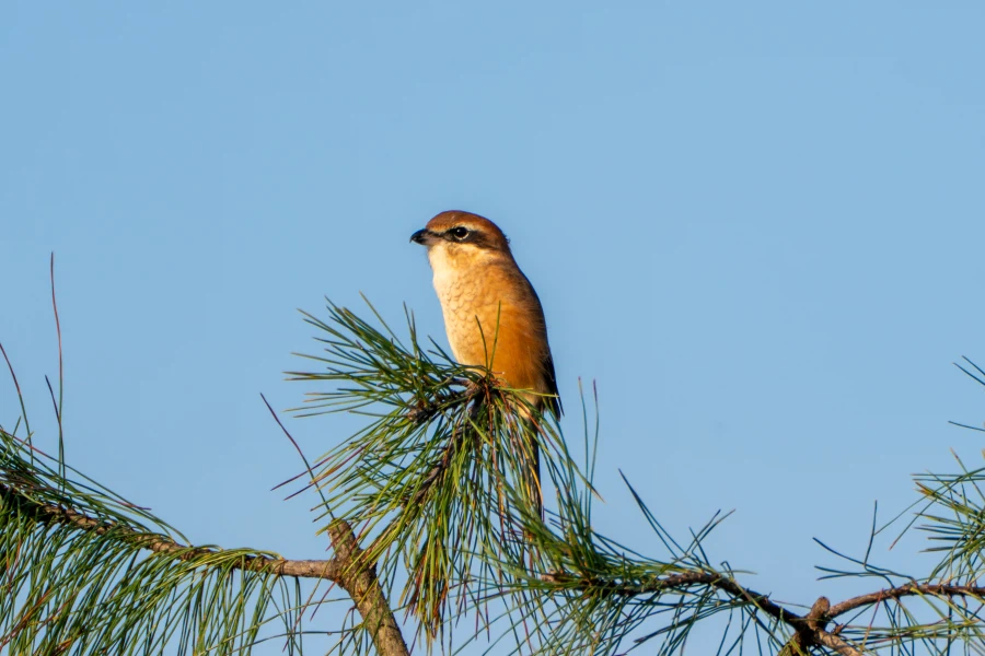 (스압) 한꺼번에 드랍~ 25년도 3분기 탐조_82.webp