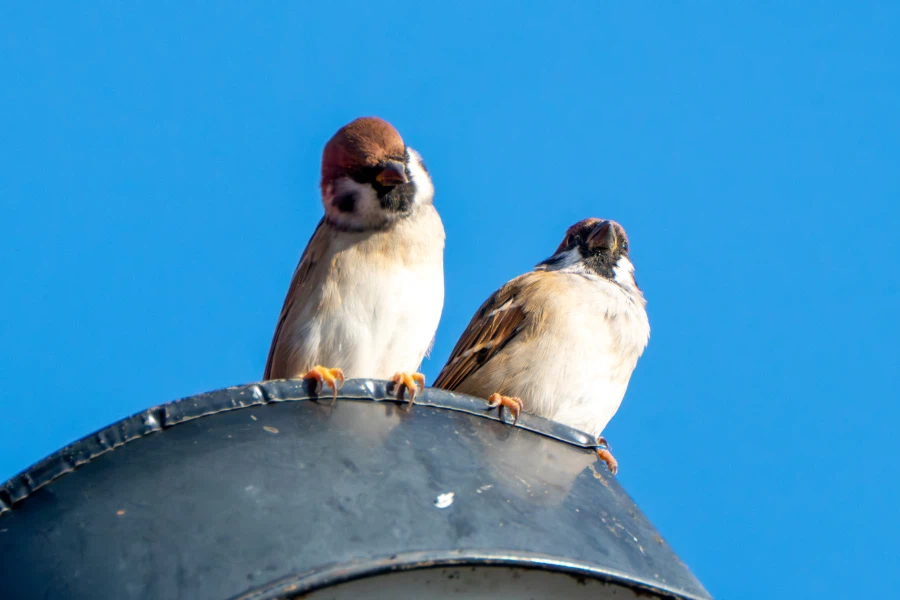 (스압) 한꺼번에 드랍~ 25년도 3분기 탐조_87.webp
