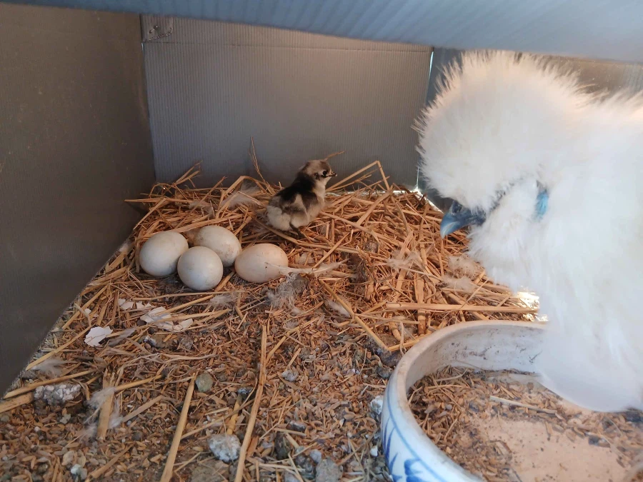 태어난지 1주도 안지난 병아리 올리기_3.webp