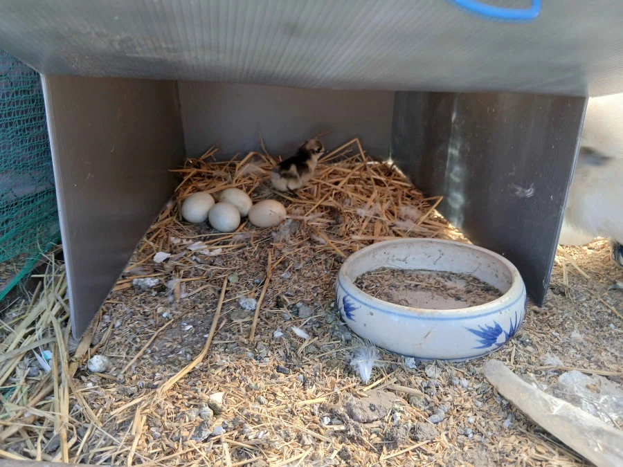 아직 뽀송뽀송한 병아리 올리기_3.webp