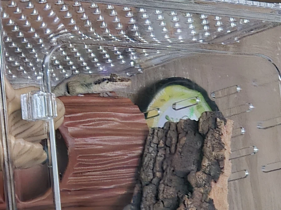 피게)호기심이 많은 알료샤_1.webp