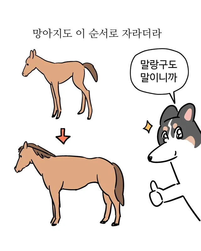 내 강아지 작아 병_8.webp