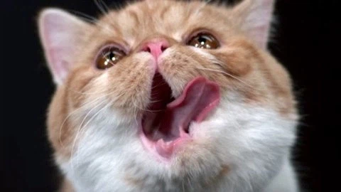 오늘 저혈당 쇼크 온 일화.humor_6.webp