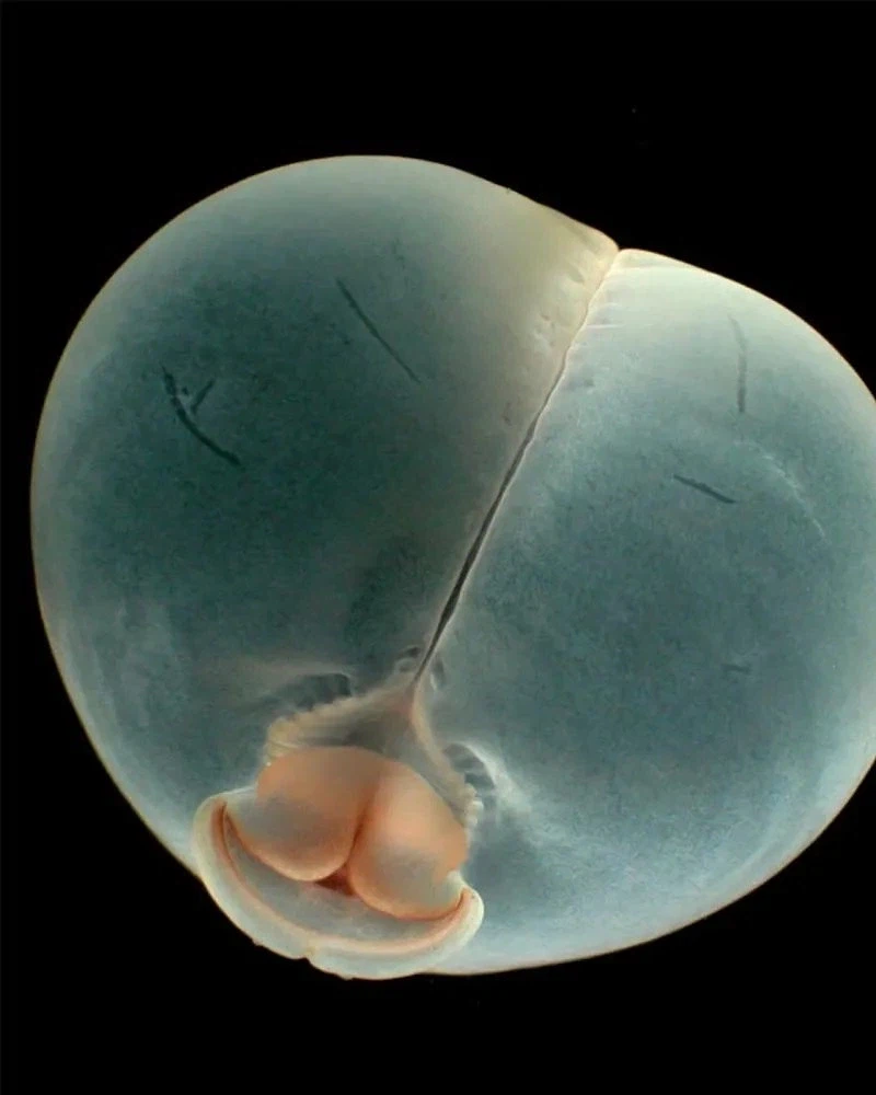 새롭게 발견된 심해생물_2.webp