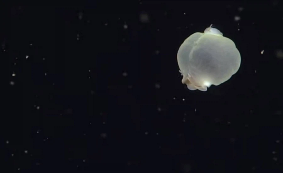 새롭게 발견된 심해생물_3.webp