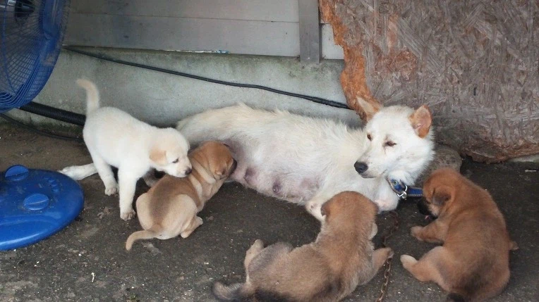 나도 엄마개한테 이쁨받고싶다_3.webp