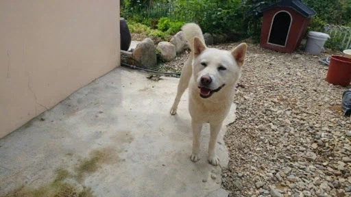 나도 엄마개한테 이쁨받고싶다_5.webp