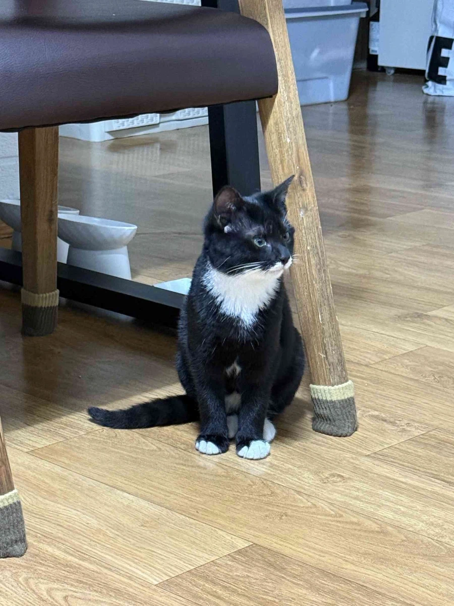 우리 집 막내 고우앵이 온지 1년 됐네_2.webp