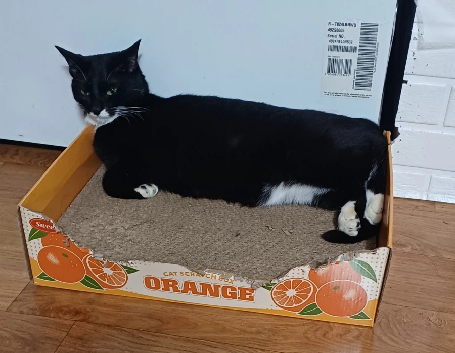 우리 집 막내 고우앵이 온지 1년 됐네_5.webp