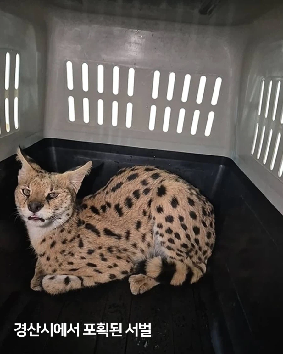 경북 경산시에 등장한 서벌짱..._3.webp