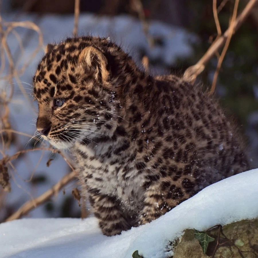 새끼 표범_6.webp