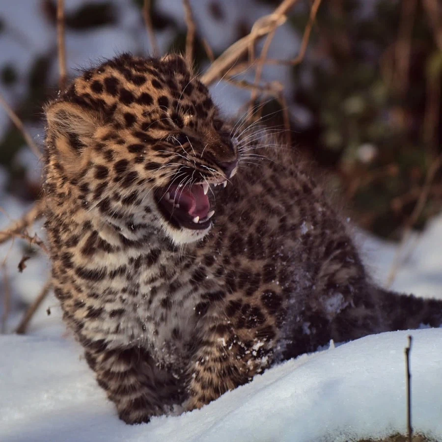 새끼 표범_9.webp