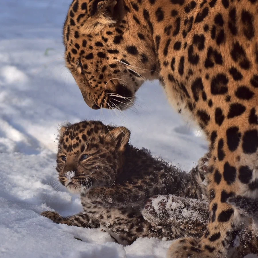 새끼 표범_10.webp