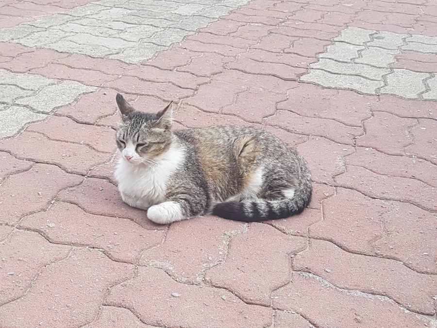 혐짤주의) 사마귀 치료 아프다_1.webp