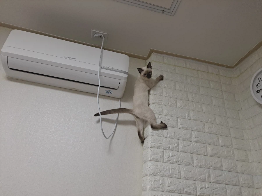 아기 고양이는 정말 에너지가 넘친다..._4.webp