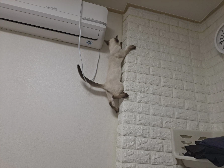 아기 고양이는 정말 에너지가 넘친다..._5.webp